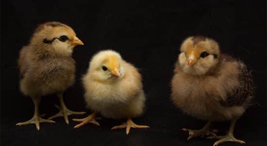 Why All the Chicken Littles Should Calm Down 